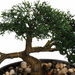 Mesterséges növény - JAPANDI bonsai fa, 23 cm